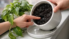 Droopy houseplant leaves? Do these 3 checks before you water